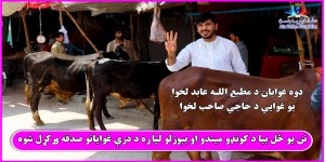Sadaqah of three bulls for the poor people by Atta Welfare Foundation (AWF)